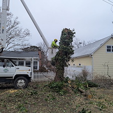 Removal-of-Two-Vine-Covered-Mulberry-Trees-in-the-Town-of-Saint-Michaels 6
